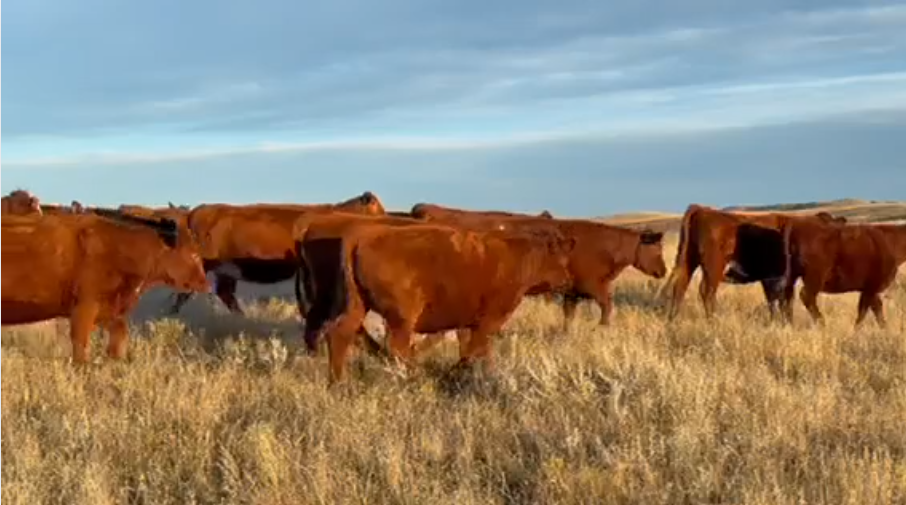 FANCY, FANCY, FANCY! 1-iron Red Angus heifers. AI’d to calve May 17th — 84% first cycle.- BH1107A5